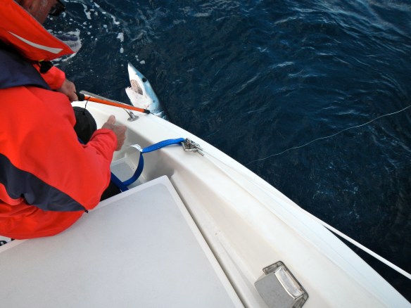 Sha, sha, sharrrkkkk