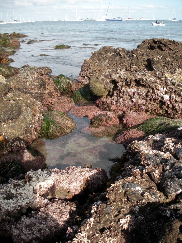 Tide pools, Bahia Santa Maria