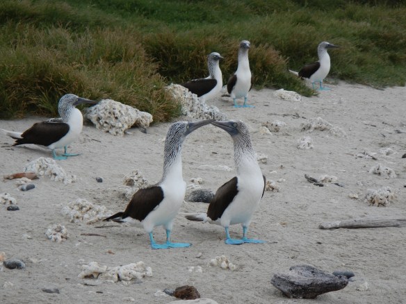 Blue footed boobies