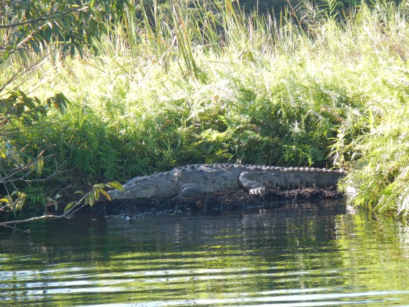 Crocodile on the banks of Rio Tovara