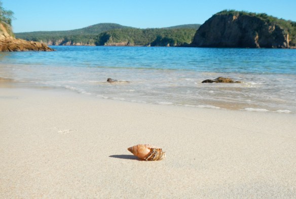 Champion hermit crab