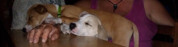 Destiny's child(ren) 2 of the 5 dogs in our group