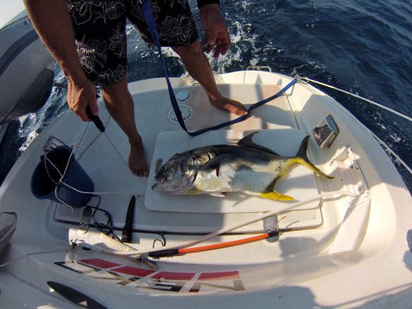 25lbs. yellow fin tuna