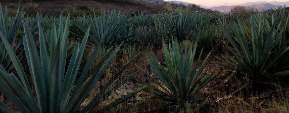 Agave field