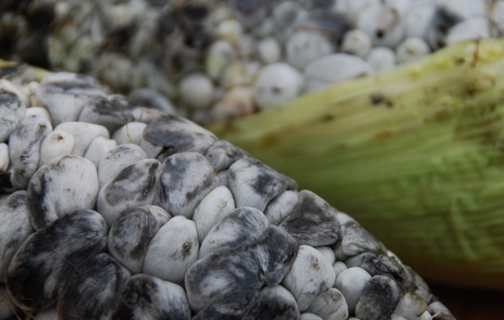 Huitlacoche