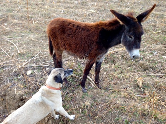 Lucy, don't make an ass of yourself