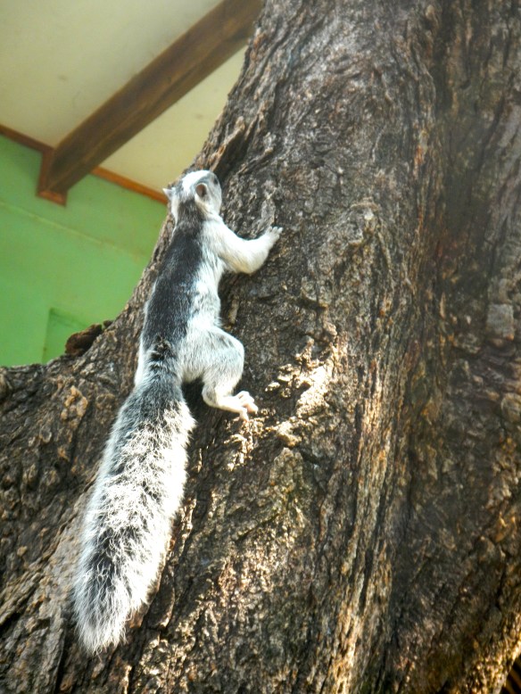Squirrels with skunk stripes