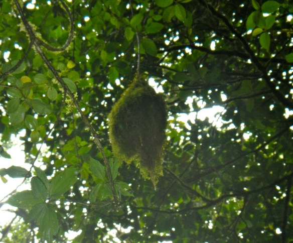 Stylish hanging bird's nest built from moss.  This bird must work for Dwell magazine.