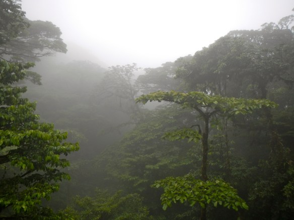 Cloud Forest living up to its name.