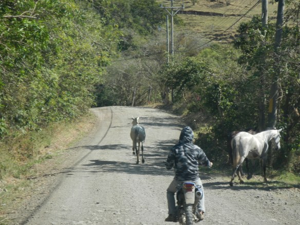 Horses have the right away.