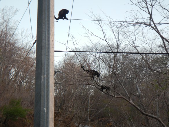 Howler monkeys all over the place