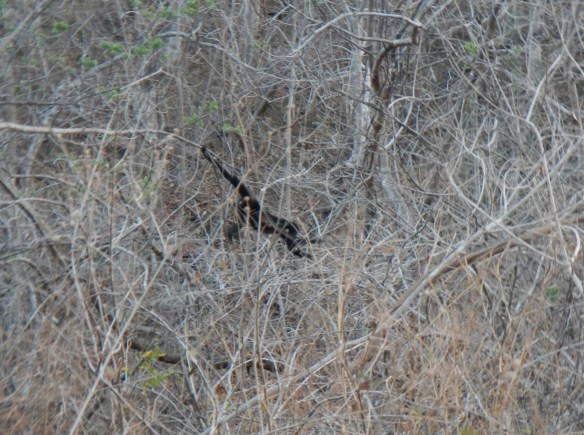 What's cuter than a baby monkey?!!