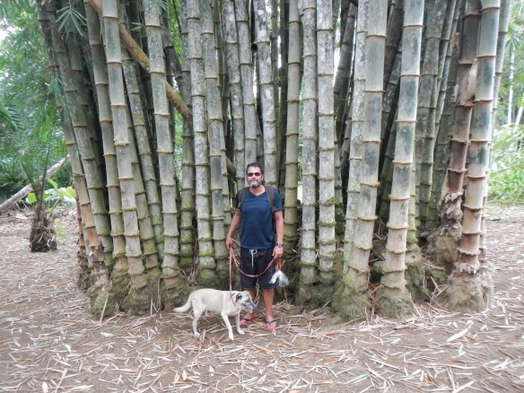 Giant bamboo