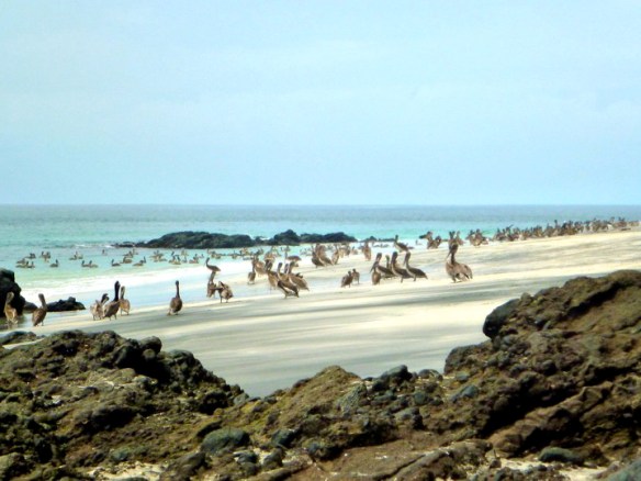 Pelicans at San Telmo