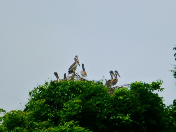 Pelican nesting sanctuary