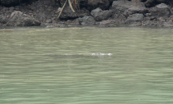Crocodile swimming by our dinghy