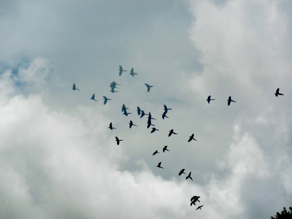 Wild macaws.  Wish the photo showed their brilliant colors