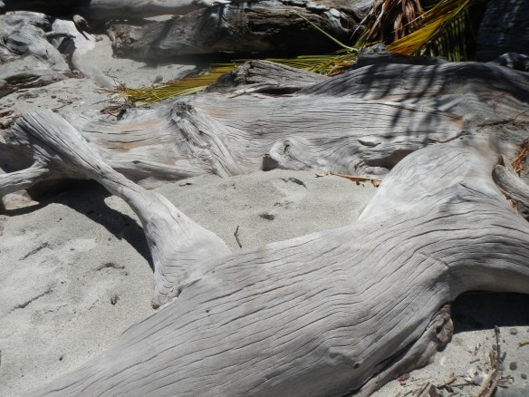 Drift Wood