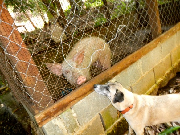 Domingo's pig, who lived with a terrified cat in this pen.  Never got a straight answer why the cat was in there.  Maybe we don't want to know.