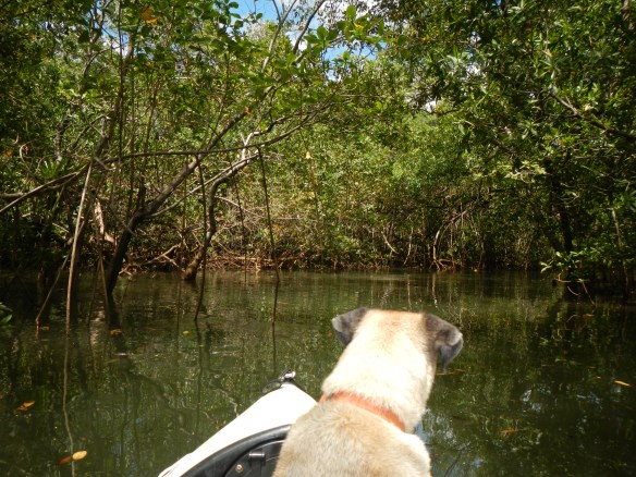 Kayaking in Bahia Honda 