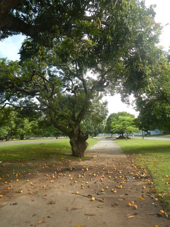 Mango trees are messy