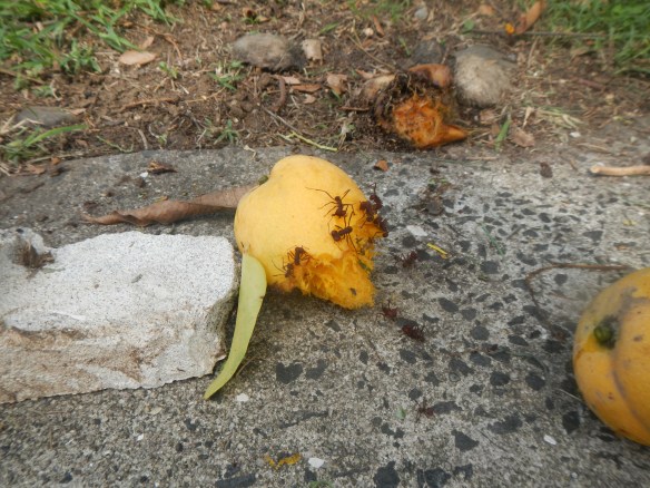 Giant ants love mangos