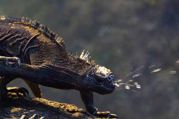 Marine iguana shoot water from their nose 