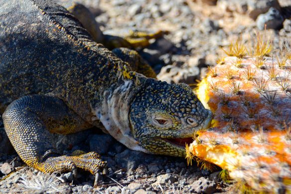 Land Iguana enjoying a cactus snack
