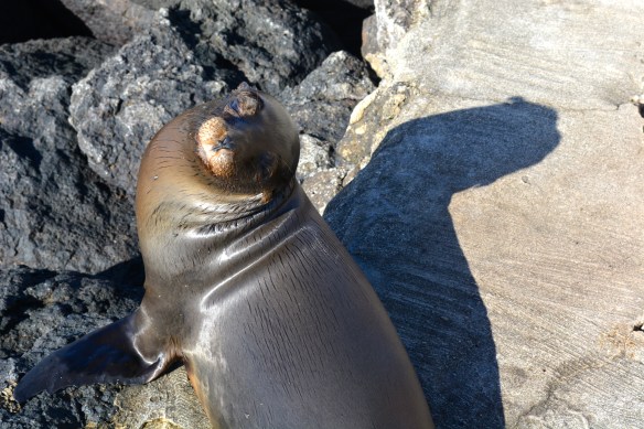 Sea Lion