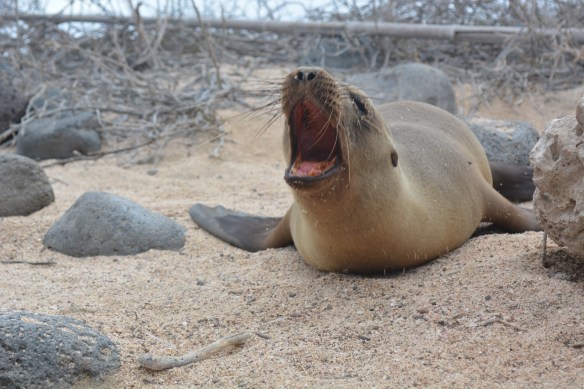 Hungry sea lion