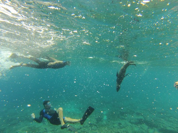 Peter swimming with sea lion