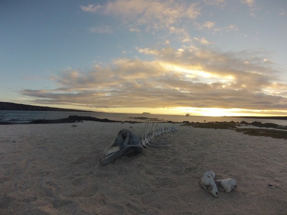 Sometimes the remains were just as interesting as the live animals. 