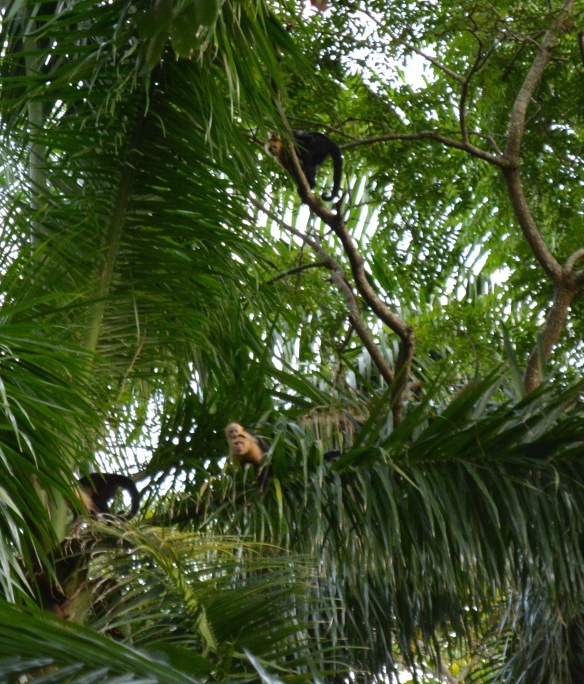 Got a monkey on your back