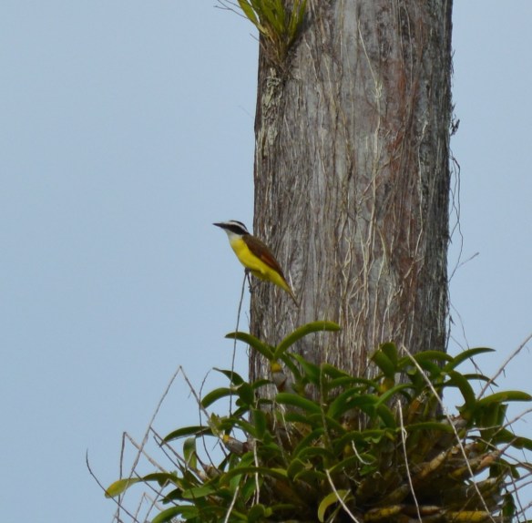 Kiskadee