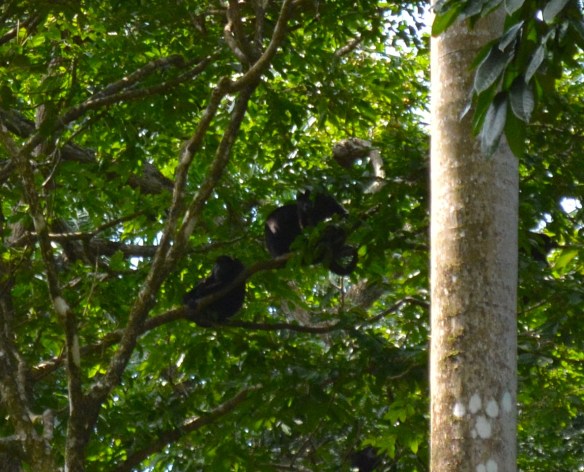 Even the monkeys just lounge about