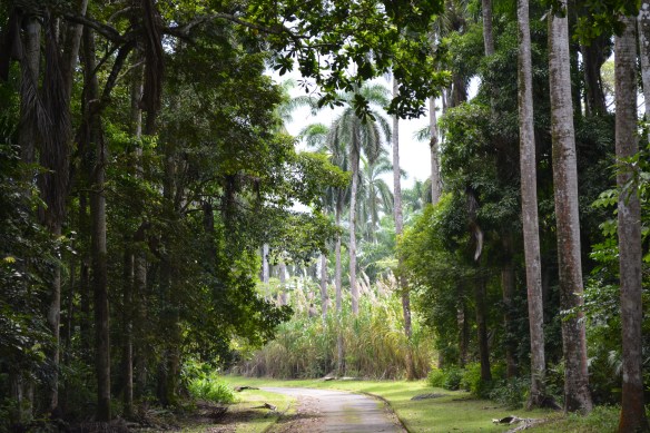 Welcome to the jungle