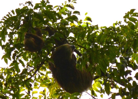 Mama and baby sloth -slow lane experts