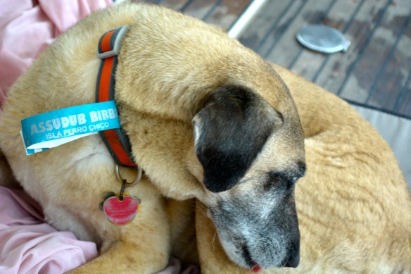 Appropriately Lucy went to Perro Island