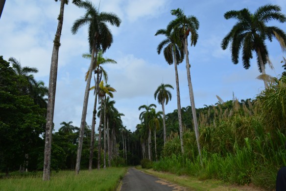 The long and winding road to Shelter Bay