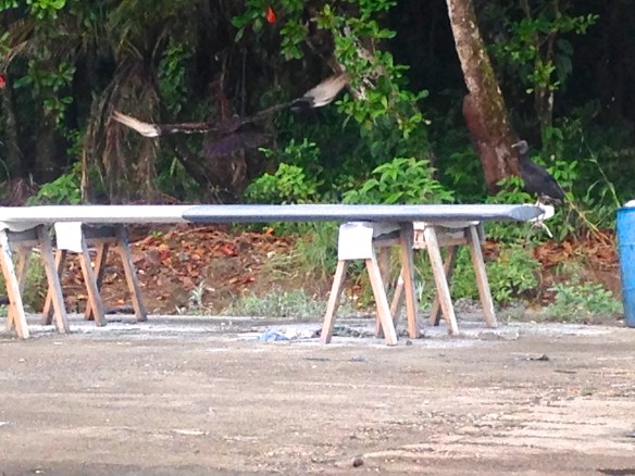 Not a good omen to see vultures hanging around the boards