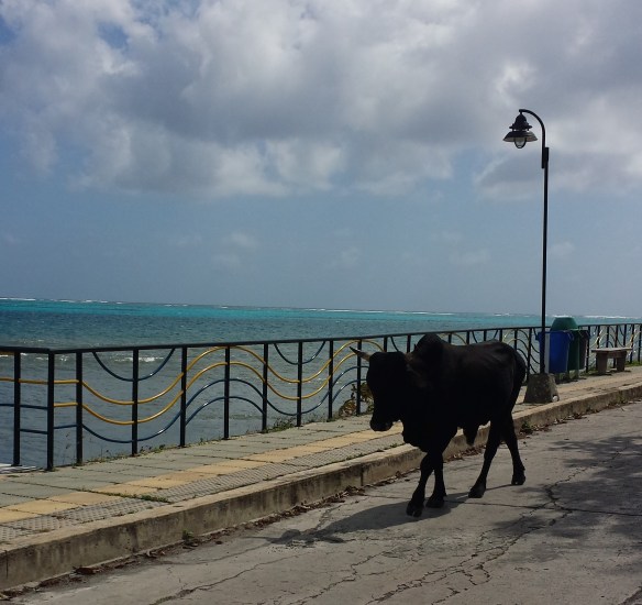 Just out for his morning stroll