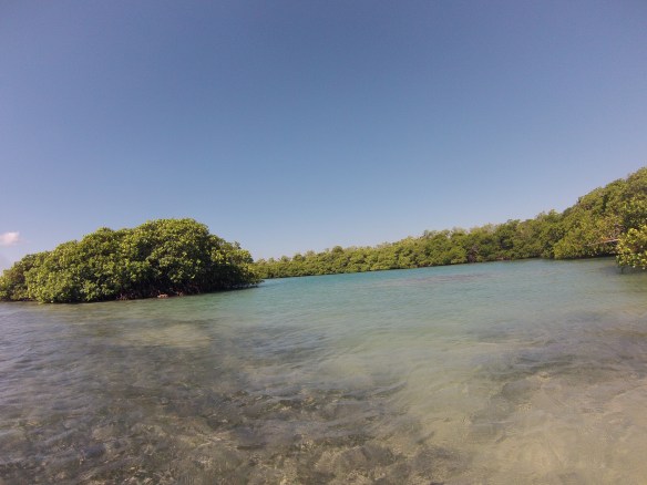 Exploring the mangroves, sadly we didn't have a manatee sighting