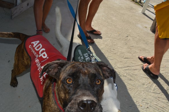 Happy to see a rescue dog program in place