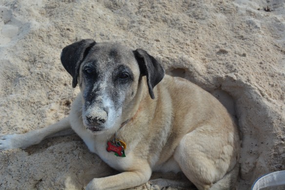 Lucy enjoying digging in the sand.