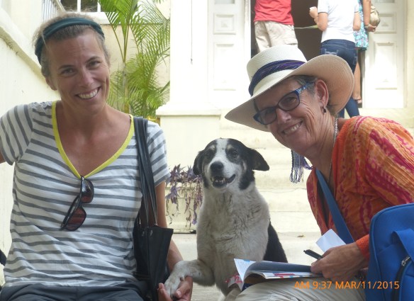 Hemingway house dog welcoming Mary and Charlotte.