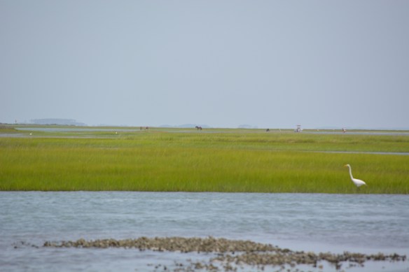 Our first sighting of the wild horses off in the distance.