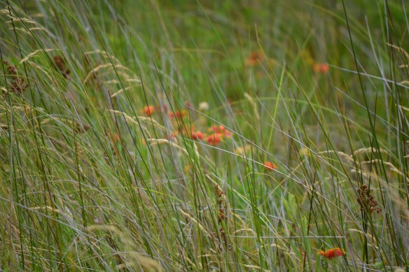 orange wildflowers