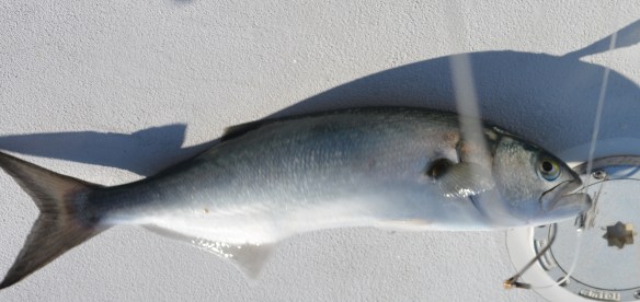 Catching blue fish left and right.