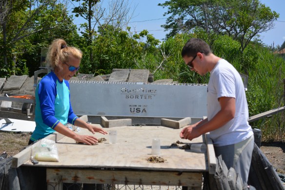 Step 3 count out baby oysters and load in growing bags