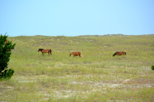 wild ponies sauntering across the dunes